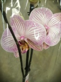 Фаленопсис крупноцветковый гибрид орхидея О824 купить в Москве