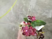 Фаленопсис Аристо Нео/Согофоеникс орхидея О569 купить в Москве