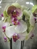 Фаленопсис гибрид орхидея О539 купить в Москве