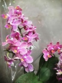 Фаленопсис сиренево-розовый ароматный орхидея О643 купить в Москве