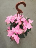 Пуансеттия насыщенная розовая подвесная KR2164 купить в Москве