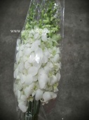 Орхидеи Дендробиум белый 9 шт срезка SR130 купить в Москве