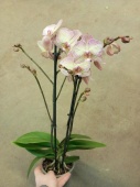 Фаленопсис Варесе орхидея О903 купить в Москве