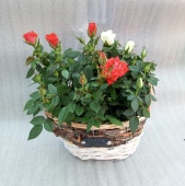 Розы горшечные в корзине Гарден подарочные KM1028 купить в Москве