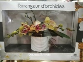 Фаленопсис в керамике ангел в подарок орхидея KM587 купить в Москве
