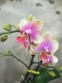 Фаленопсис Ароматный Белле Хеленеа орхидея О515 купить в Москве