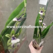 Орхидея Зигопеталум зеленый crinitum Leinwand, ароматный О171 купить в Москве