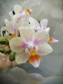 Фаленопсис гибрид орхидея О354 купить в Москве