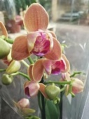 Фаленопсис пелорик Паприка орхидея О621 купить в Москве