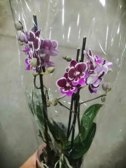 Фаленопсис биг лип гибрид орхидея О549 купить в Москве