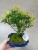 Бонсай Мирт, Сизигиум 25-30см https://corzinaflowers.ru/catalog/komnatnye_rasteniya_i_tsvety/bonsay/bonsay_mirt_sizigium/9367/