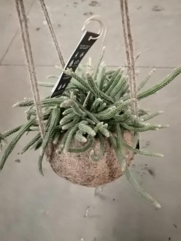 Рипсалис микс в кашпо Кокодама подвесной кактус  15см