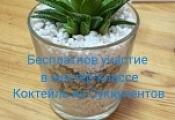 Розыгрыш 2 бесплатных сертификатов на Мастер-класс суккуленты