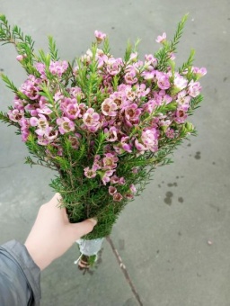 Хамелациум Ади срезка SR942 https://corzinaflowers.ru/catalog/bukety_iz_tsvetov_fruktov_ovoshchey_i_dr/srezannye_tsvety/khamelatsium_srezka/9682/