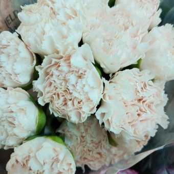Гвоздика Брют срезка цветы для букета https://corzinaflowers.ru/catalog/bukety_iz_tsvetov_fruktov_ovoshchey_i_dr/srezannye_tsvety/gvozdika_srezka/10728/