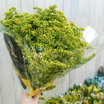 Солидаго Карзан Глори срезка https://corzinaflowers.ru/catalog/bukety_iz_tsvetov_fruktov_ovoshchey_i_dr/srezannye_tsvety/solidago_srezka/11252/