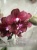 Фаленопсис гибрид 606 орхидея 12см