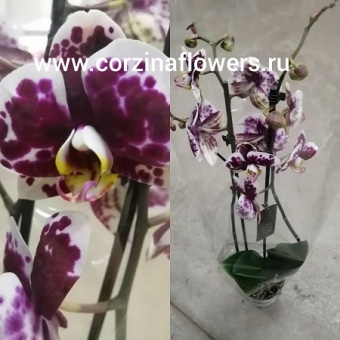 Орхидея Фаленопсис Мелисса 12 60 https://corzinaflowers.ru/catalog/komnatnye_rasteniya_i_tsvety/1587/