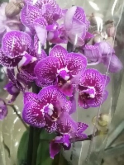 Фаленопсис гибрид орхидея 546, 12 см