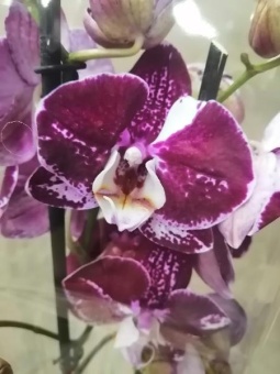 Орхидея фаленопсис мутант гибрид 541