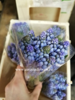 Мускари синие Армениакум срезка 9 шт https://corzinaflowers.ru/catalog/bukety_iz_tsvetov_fruktov_ovoshchey_i_dr/srezannye_tsvety/muskari_srezka_myshinyy_giatsint_buket/1954/