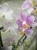 Фаленопсис  пинк Литл Стар орхидея 9см