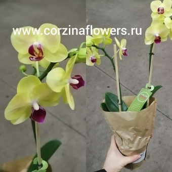 Фаленопсис мультифлора Надин 12 https://corzinaflowers.ru/catalog/komnatnye_rasteniya_i_tsvety/1323/