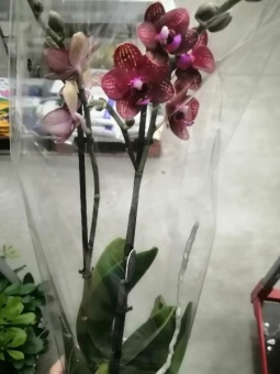 Фаленопсис гибрид 606 орхидея 12см
