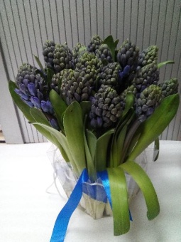 Букет из 25 синих гиацинтов Дельфиниум Блу https://corzinaflowers.ru/catalog/bukety_iz_tsvetov_fruktov_ovoshchey_i_dr/buket_iz_giatsintov/9865/