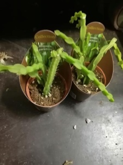 Рипсалис Парадокса кактус 6 см