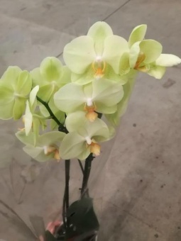Фаленопсис зеленый орхидея 