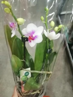 Орхидея фаленопсис Бело-розовый гибрид 548 12см