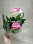 Калла розовая Зазу в горшке DZ36 купить в Москве