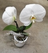 Орхидея Фаленопсис Double Синголо белый О149 купить в Москве