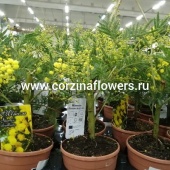 Мимоза желтая 20-25 см в горшке  OG126 купить в Москве