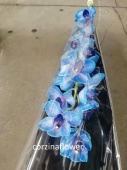 Цимбидиум краш. Синий срезка орхидея SR562 купить в Москве