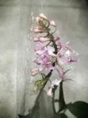 Дендробиум Аника орхидея О620 купить в Москве