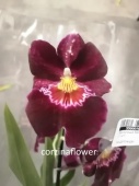 Мильтония Ньютон Фолс орхидея О438 купить в Москве