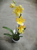 Камбрия Нелли Ислер Еллоу орхидея О686 купить в Москве