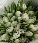 50 белых Тюльпан Фрилли ханимун срезка SR291 купить в Москве