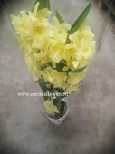 Орхидея Дендробиум Нобиле Стар Класс, желтый О41 купить в Москве