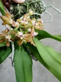 Гастрохилус оранж орхидея О648 купить в Москве