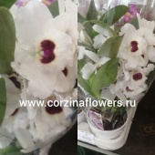 Орхидея дендробиум нобиле белый сонг О162 купить в Москве