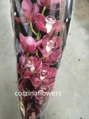 Цимбидиум Хейдз срезка орхидея SR560 купить в Москве