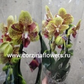Орхидея фаленопис гибрид 158 О158 купить в Москве