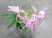 Эпидендрум розовый Бакерия орхидея О912 купить в Москве