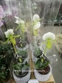 Орхидея Пафиопедилум Фемма в кашпо Grey KM37 купить в Москве