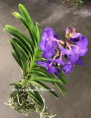 Орхидея Ванда фиолетовая Виолет блу подвесная О42 купить в Москве