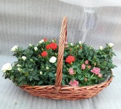 Розы горшечные в Корзине Биг подарочные KM1032 купить в Москве
