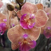 Фаленопсис Биг Лип Оранжина орхидея О1005 купить в Москве
